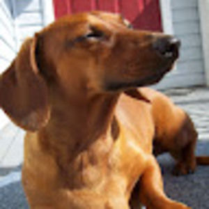 Meet your Posher, Janet